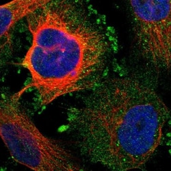Kv9.3 Antibody, Novus Biologicals:Antibodies:Primary Antibodies
